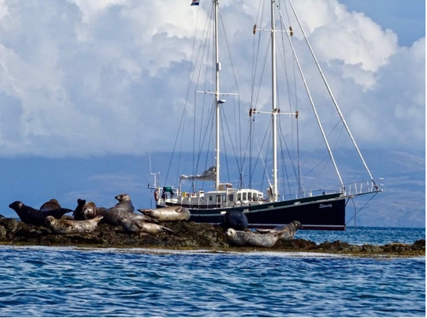Zeilen en Wildlife Spotten: Papegaaiduikers en Dolfijnen in Schotland  - Steady Sailing