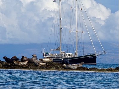 Zeilen en Wildlife Spotten: Papegaaiduikers en Dolfijnen in Schotland  - Steady Sailing