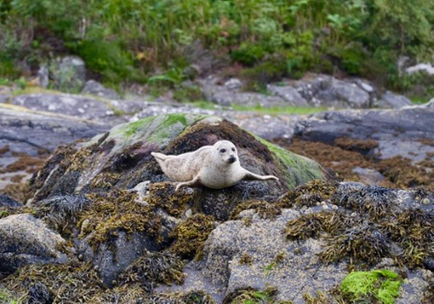 Zeilen en Wildlife Spotten: Papegaaiduikers en Dolfijnen in Schotland  - Steady Sailing