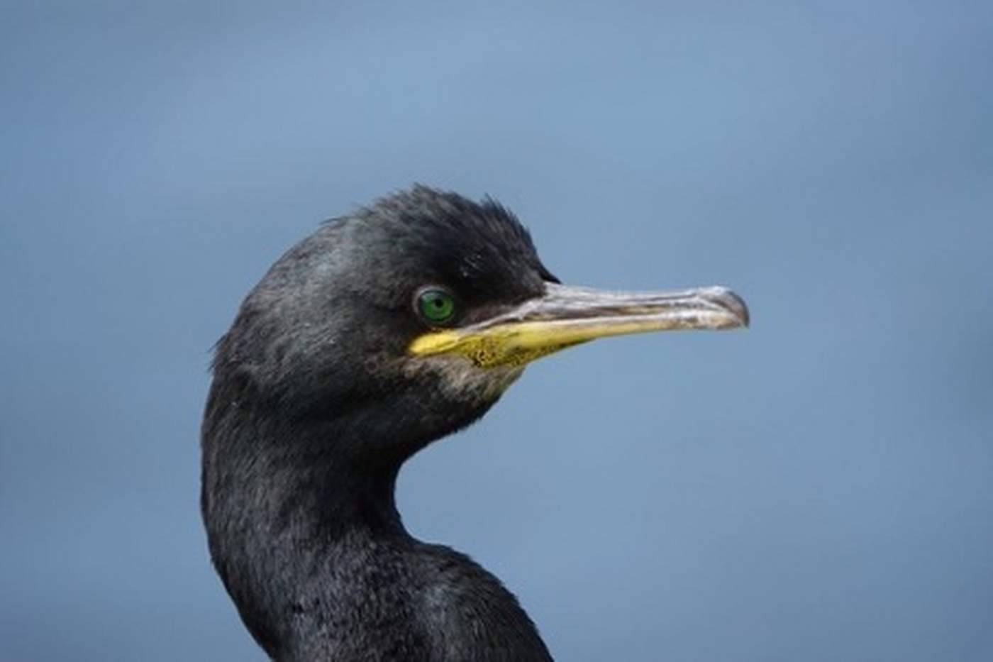 Zeilen en Wildlife Spotten: Papegaaiduikers en Dolfijnen in Schotland  - Steady Sailing