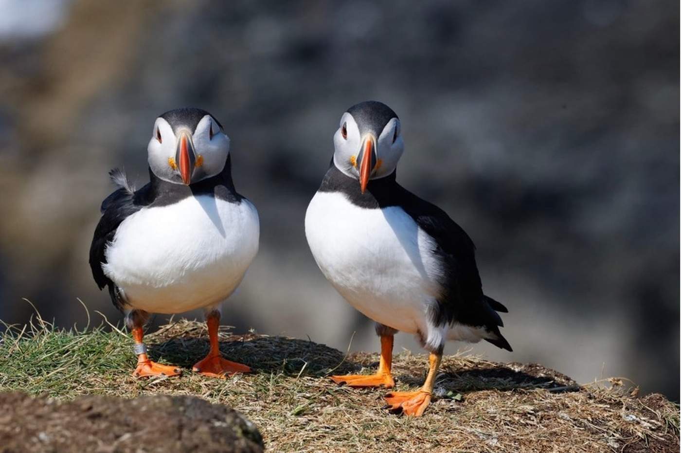 Zeilen en Wildlife Spotten: Papegaaiduikers en Dolfijnen in Schotland  - Steady Sailing