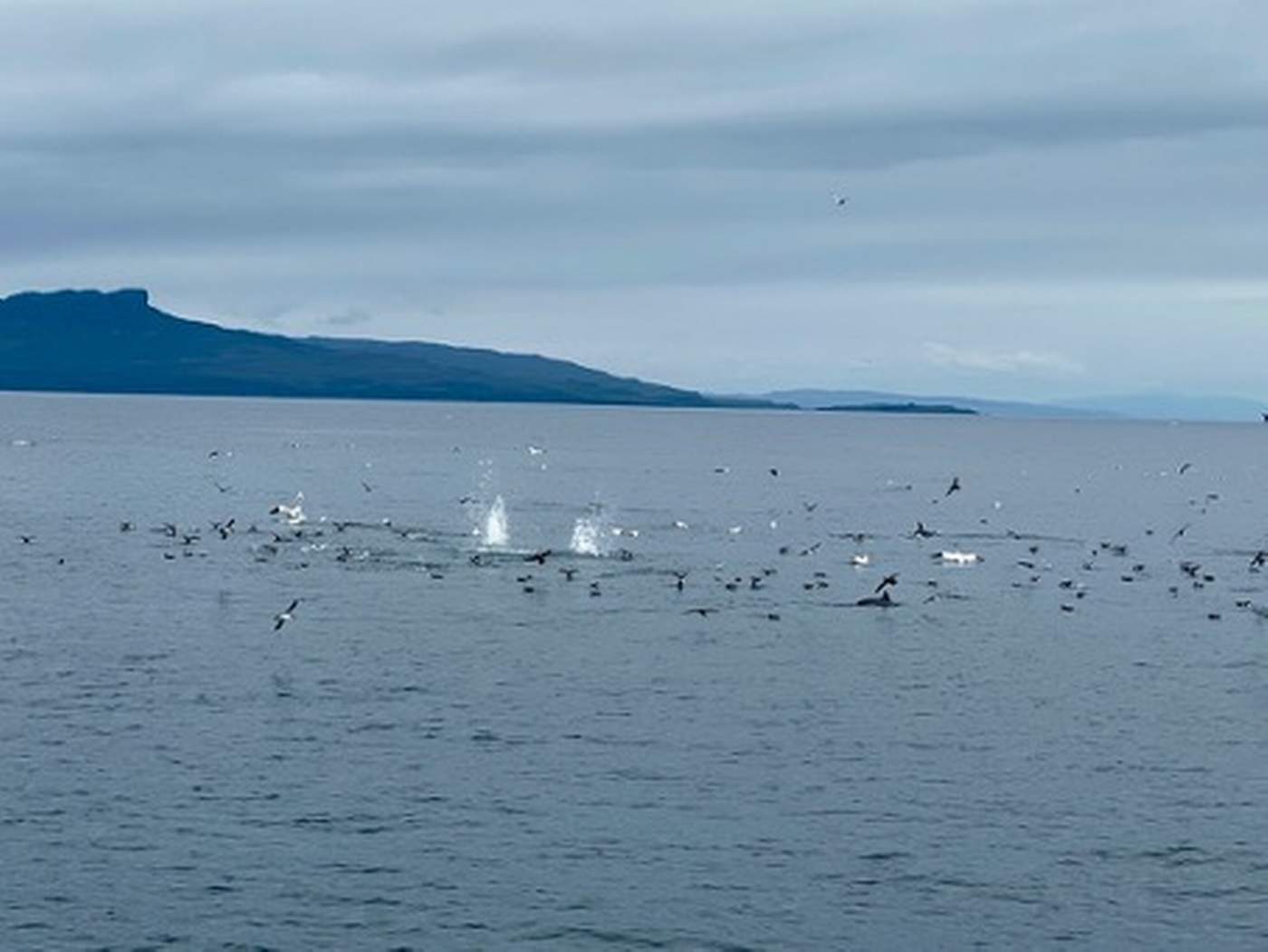 Zeilen en Wildlife Spotten: Papegaaiduikers en Dolfijnen in Schotland  - Steady Sailing
