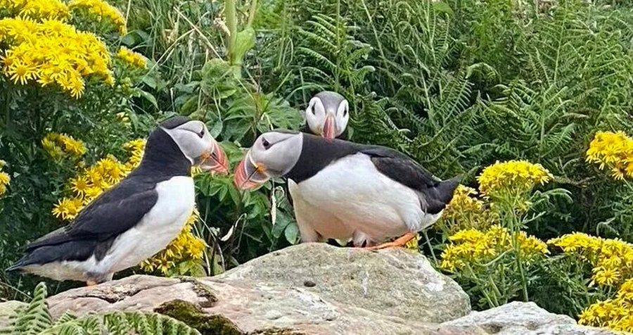 27-10 Ontdek de Shiant Isles & Outer Hebrides onder zeil  - Steady Sailing
