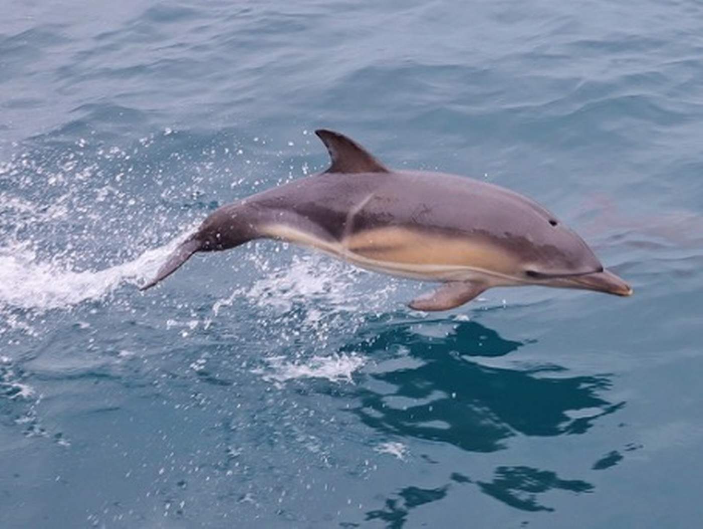 Zeilen en Wildlife Spotten: Papegaaiduikers en Dolfijnen in Schotland  - Steady Sailing